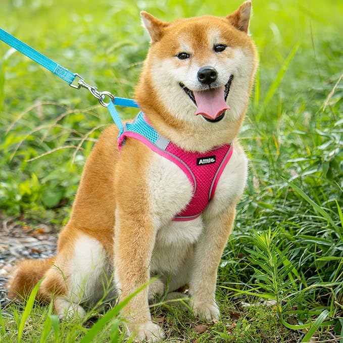 AIITLE Small Harness for Puppy with A Leash - Dog Vest Harness with Super Breathable Mesh, Reflective No-Pull Pet Harness for Outdoor Walking, Running for Small Dogs, Cats Hot Pink XXS