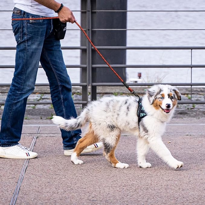 5/6 FT Strong Pet Dog Leash with Soft Padded Handle,Highly Reflective Rope for Night Walking,360-Degree Rotating Metal Buckle Without Tangles,Suitable for Small,Medium and Large Dogs.(6ft)
