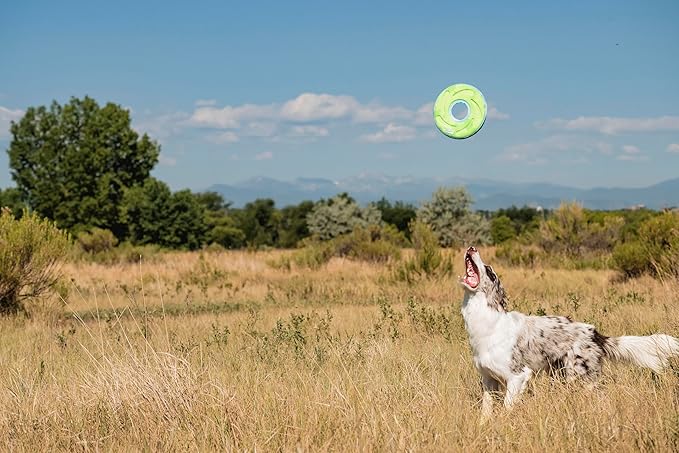 Chuckit! Amphibious ZipFlight Floating and Flying Disc Dog Toy, Medium (8.5"), Assorted Colors (Orange And Blue/Green and Blue)