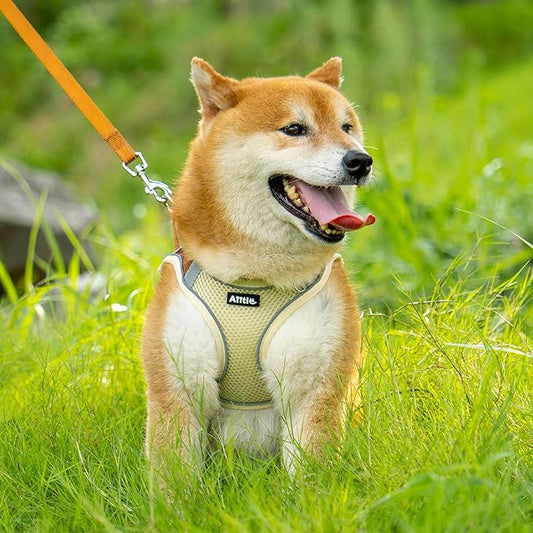 AIITLE Comfortable Dog Harness and Leash Set for Walking - Step in Vest Harness,Reflective Bands, Adjustable No Pull Puppy Essentials, for Small Dogs and House Cats Beige XS