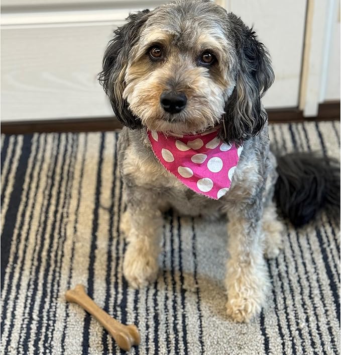 SPOT Bam-Bones Bone - Made with Strong Bamboo Fiber, Durable Long Lasting Dog Chew for Light to Moderate Chewers, Great Toy for Adult Dogs & Teething Puppies under 40lbs, 7.25in, Chicken Flavor