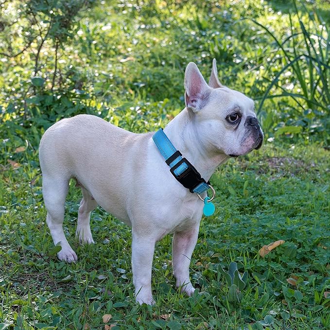 Reflective Dog Collar Padded with Soft Neoprene Breathable Adjustable Nylon Dog Collars for Small Medium Large Dogs (Large (Pack of 1), Vivid Blue Collar+Leash)