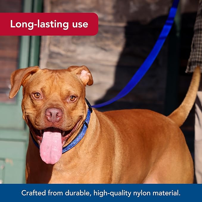 Coastal Pet Single-Ply Dog Leash - Sturdy Pet Leash - Comfortable & Stylish - Resists Fraying - Vibrant & Fade-Resistant Color - Teal, 3/8" x 6'