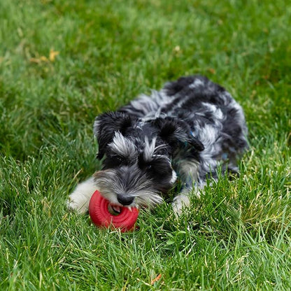 KONG Donut Dog Toy – Durable Natural Rubber Chew & Fetch Toy – Promotes Healthy Teeth & Gums, Fun Bounce & Roll, Gentle on Mouth (Small/Medium)