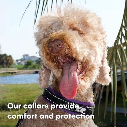 Black Rhino Reflective Dog Collar - Heavy Duty Adjustable Comfort Collar with Ultra Soft Neoprene Padding for All Breeds - Weatherproof, Lightweight Dog Collars for Medium Dogs (Medium, Purple/Black)