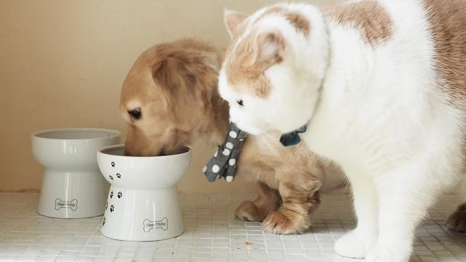 Necoichi Raised Dog Food Bowl, Elevated, for dogs and cats, pets feeding feeder Non-slip for small dogs Dishwasher and Microwave Safe, No.1 Seller in Japan! (Dog, Food Bowl)
