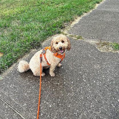 MayPaw 4/6 /8/10 FT Dog Leash, Classic Solid Colors, Strong Nylon Rope Dog Leash Reinforced with Leather Tailor Connection Heavy Duty Silver Clasp (Orange, 8ft*1/2")