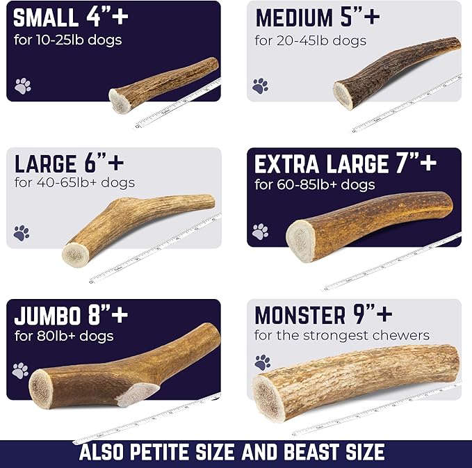 Devil Dog Pet Co - Elk Antler for Dogs Petite 6 Pack - Long Lasting Natural Dog Chew for Toy & Extra Small Breeds - Naturally Shed Grade A Rocky Mountain Elk, Anxiety & Boredom Relief