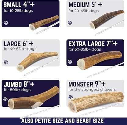 Devil Dog Pet Co - Elk Antler for Dogs Petite 6 Pack - Long Lasting Natural Dog Chew for Toy & Extra Small Breeds - Naturally Shed Grade A Rocky Mountain Elk, Anxiety & Boredom Relief