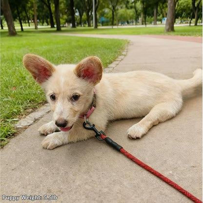 WYuZe 5ft Puppy Leash for Small Dogs, 1/4" Thin Rope Dog Leash with Easy to Use Hook, Lightweight Cat Leashes for Chihuahua, Yorkie, Tiny Breed 10 Colors (Black Red)