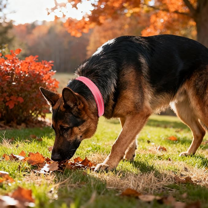 Taglory Reflective Dog Collar with Safety Locking Buckle, Soft Neoprene Padded Dog Collar for Extra Large Dogs, Metal D-Ring, Adjustable Nylon Neck Strap for Walking, Training & Running, BabyPink, XL
