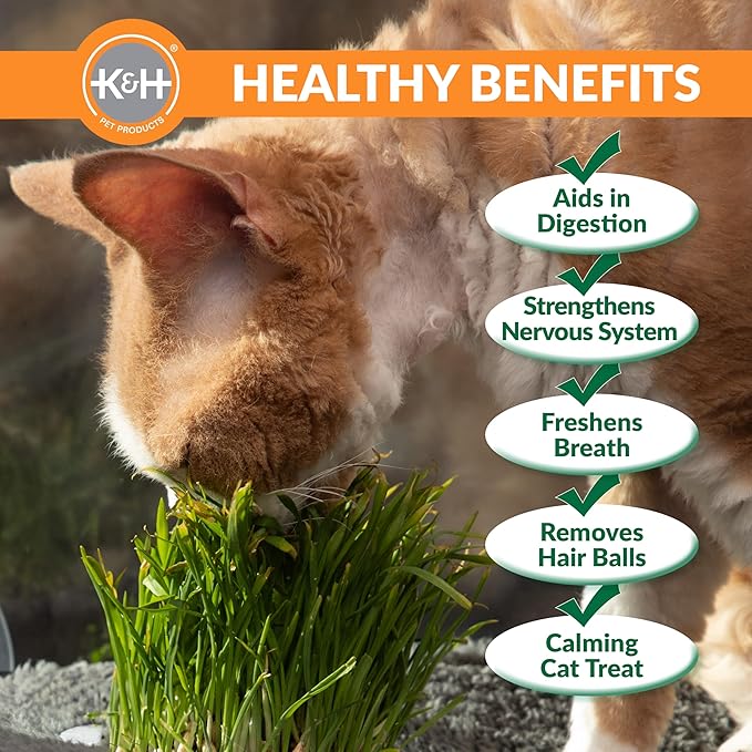 K&H Pet Products EZ Mount Cat Window Perch Penthouse Kitty Sill with Cat Grass Grow Station - 2 Level Hammock Window Bed for Indoor Pets, Home Grown Grass Toy for Bored Indoor Felines