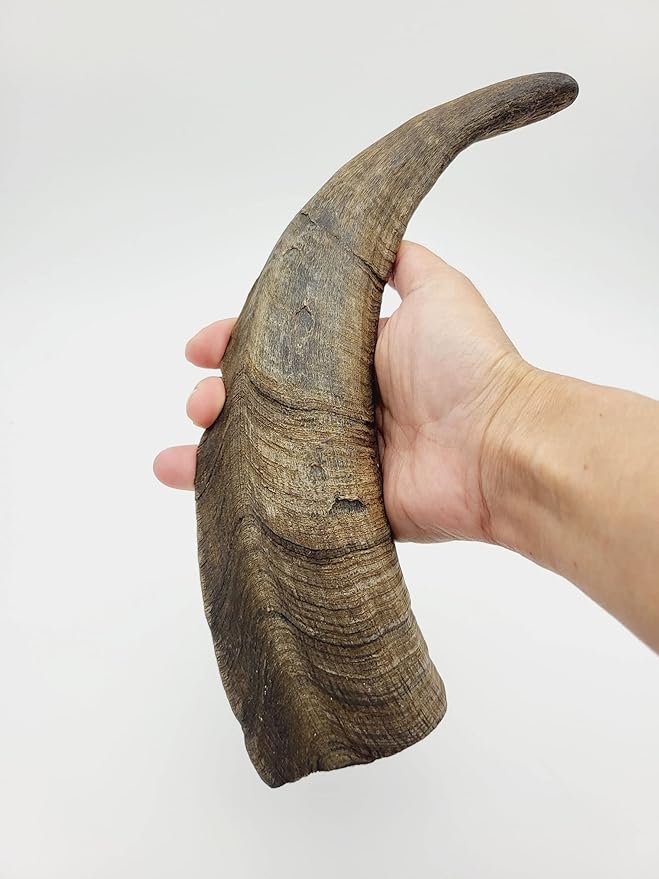 Chews Dried Goat Horns Dog Chew Large 1 pc.