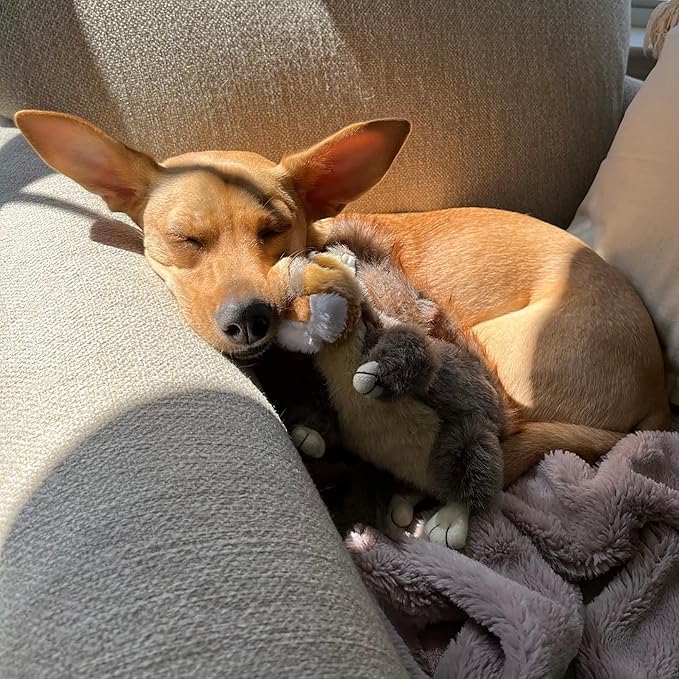 RUFFIN' IT Woodlands Plush Squirrel Dog Toy, Small