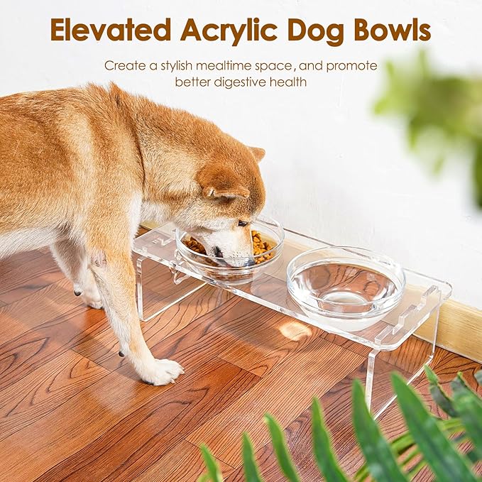 Elevated Dog Bowls for Medium Dogs – 5.5” Acrylic Raised Pet Feeder Stand with 2 Stainless Steel & 2 Glass Removable Bowls – Food & Water Dish Set