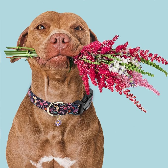Faygarsle Cotton Designer Dogs Collar Cute Flower Dog Collars for Girl Female Small Medium Large Dogs with Purple Flower Charms M