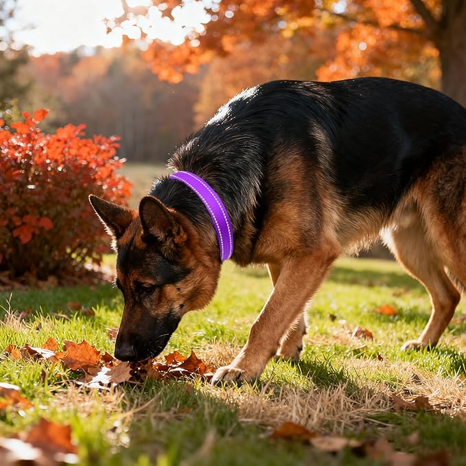 Taglory Reflective Dog Collar with Safety Locking Buckle, Soft Neoprene Padded Dog Collar for Extra Large Dogs, Metal D-Ring, Adjustable Nylon Neck Strap for Walking, Training & Running, Purple, XL
