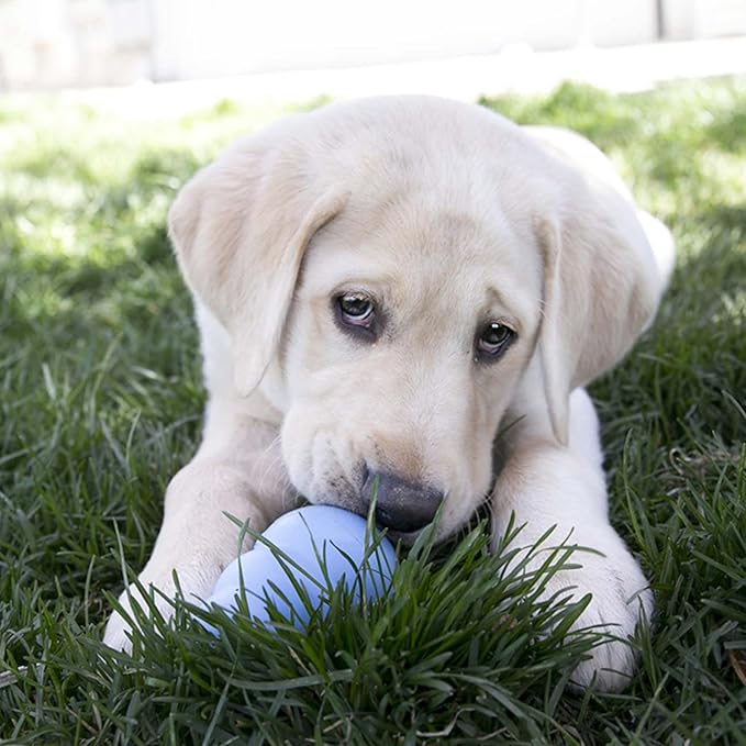 KONG - Puppy Toy - Natural Teething Rubber - Fun to Chew, Chase and Fetch ( Colors May Vary)