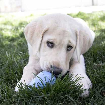 KONG - Puppy Toy - Natural Teething Rubber - Fun to Chew, Chase and Fetch ( Colors May Vary)