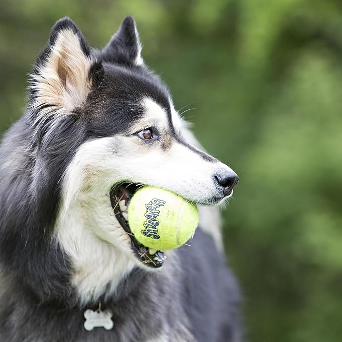 KONG Air Dog SqueakAir Dog Toy Tennis Balls, Medium (6 Pack)