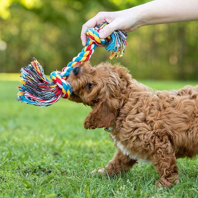 Jeffers Pet Rope Bone Dog Toy, Multi-Colored, 10" – Durable Braided Rope for Tug of War, Chewing & Fetch – Interactive Play for Pets – Machine Washable Dog Game Toy, Supports Healthy