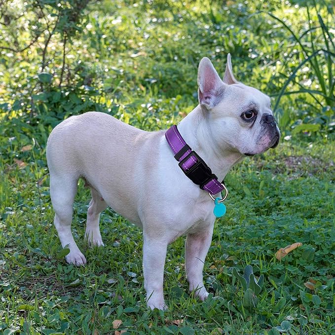 Reflective Dog Collar Padded with Soft Neoprene Breathable Adjustable Nylon Dog Collars for Small Medium Large Dogs (Small (Pack of 1), Purple Collar+Leash)