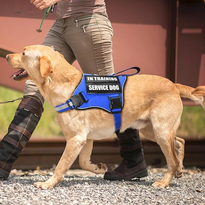 Service Dog Vest Harness and Leash Set+10 Patches,No Pull&Easy Walk Reflective Dog Harness with Soft Padded Handle for Training/Everyday,Fit Small/Medium/Large/Extra-Large Dogs (Blue S)