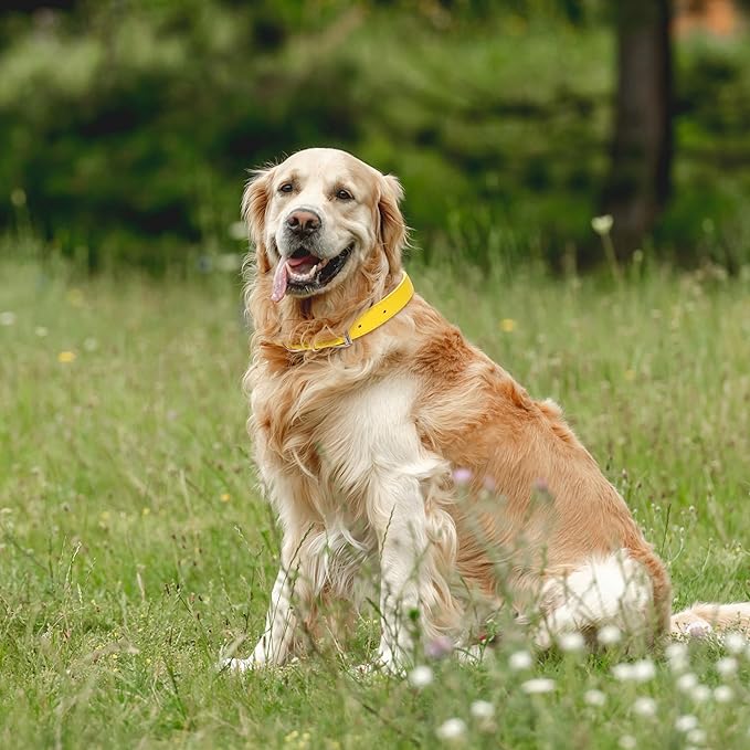 Yellow Leather Dog Collar for Small,Medium, Large Dog, (Wide: 0.95'' for Dog's Neck: 13''~18'', Yellow, L)