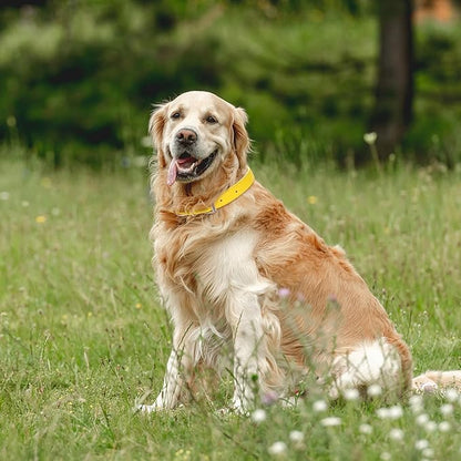 Yellow Leather Dog Collar for Small,Medium, Large Dog, (Wide: 0.95'' for Dog's Neck: 13''~18'', Yellow, L)