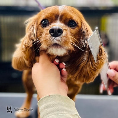 Warren London Copper Greyhound Style Everyday Dog Comb – 7.5" Professional Grooming Comb with Rounded Pins, Fine & Coarse Teeth, Smooth Glide Detangling & Coat Finishing Comb