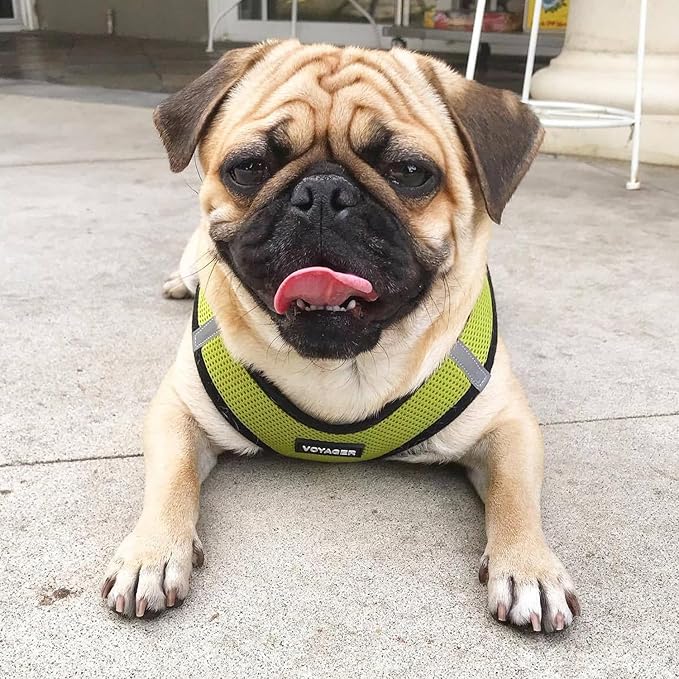 Best Pet Supplies Voyager Step-in Air Harness - All Weather Mesh, Reflective, No Pull Harness for Dogs, Cats - Secure with Hook & Loop Fastener, Buckle, Double D-Rings - Lime Green/Black Trim, XXXS