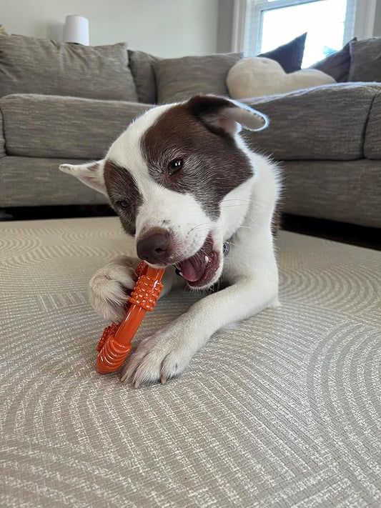 Nylabone Oval Ring Flexi Chew Toy for Dogs, Flexible Dog Toys for Moderate & Gentle Chewers, Chicken Flavor, Medium - Up to 35 lbs, 1 Count