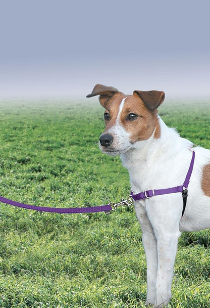 PetSafe Easy Walk Harness for Dogs - Pull-Free Walks - Patented Martingale Loop Design - Front Chest Leash Attachment - Comfort Straps - Breathable Harness Design - Small, Deep Purple/Black