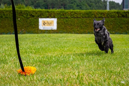 Dingo Waldemar Rutkowski Shaggy Nubby Plush tug Toy for Dogs, Training and Agility, Chasing Games and tug of war, Long Handle Assorted Color 15577