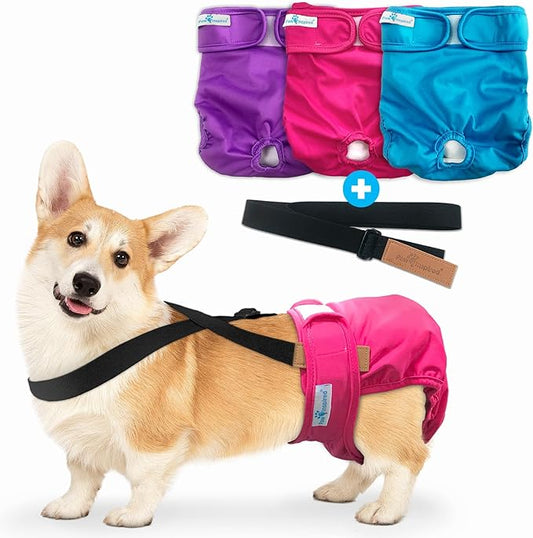 Paw Inspired Reusable Washable Dog Diapers (Pack of 3) in Assorted Colors with White Lining and Dog Diaper Suspenders in Black Combo Pack (Medium)