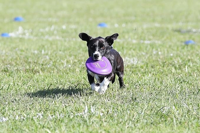 Hyperflite Pup Hyperflex Dog Flying Disc – for Dogs Under 16" – Ultra Flexible – Puncture Resistant – Competition Approved – 7" / 90g – Purple