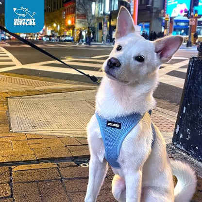 Best Pet Supplies Voyager Step-in Air Harness - All Weather Mesh, Reflective, No Pull Harness for Dogs, Cats - Secure with Hook & Loop Fastener, Buckle, Double D-Rings - Baby Blue, L