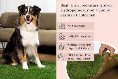 DoggieLawn Dog Potty - Real Grass - XLarge 24x48 inches