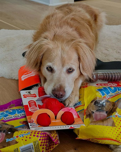 Nylabone Textured Dental Bone Power Chew Toy for Dogs, Dog Toys for Aggressive Chewers, Flavor Medley Flavor, X-Large - 50+ lbs, 1 Count