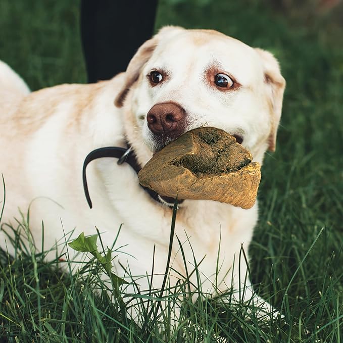 Wildfang® Briar Wood Chewing Root, Large - Splinter Free Wood Dog Chew Toys for Aggressive Chewer, Odorless Natural Teething Toys Dogs Dental Health, Healthy Gums (for Dogs 55-99 lbs), Pack of 3