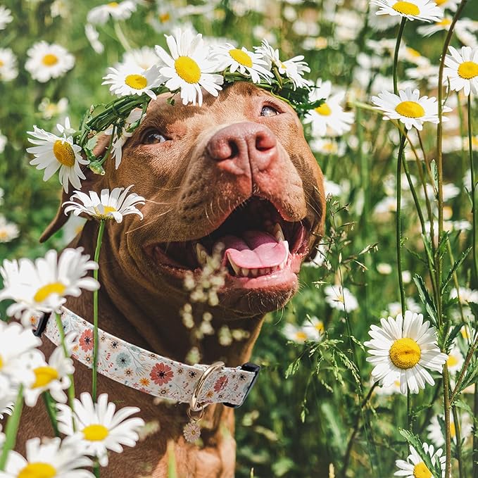 Faygarsle Cotton Designer Dogs Collar Cute Flower Dog Collars for Girl Female Small Medium Large Dogs with Flower Charms M