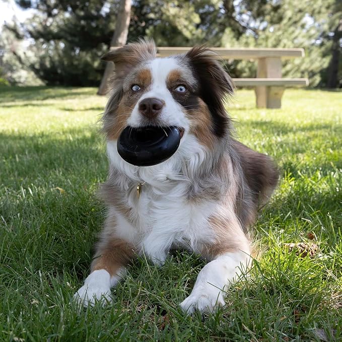 KONG Extreme Donut Dog Toy – Toughest Durable Natural Rubber Chew Toy for Power Chewers – Safe on Teeth & Gums, Fun Bounce & Roll for Indoor and Outdoor Play (Medium/Large)