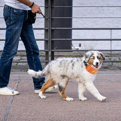 NAMSAN Retractable Dog Leash Collar for Small to Medium Dogs, Dog Collar with Retractable Leash Built-in, All-in-One, Adjustable, Orange