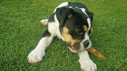 Wildfang® Olive Wood Chewing Sticks for Dogs, Small - Tough Chew Toys for Aggressive Chewers, Puppy Chew Toys for Teething, Training for Chewing Muscles, Olive Wood Stick for Dog (Under 33lbs)