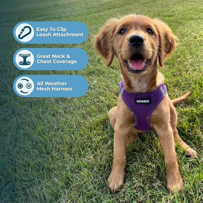 Best Pet Supplies Voyager Step-in Air Harness - All Weather Mesh, Reflective, No Pull Harness for Dogs, Cats - Secure with Hook & Loop Fastener, Buckle, Double D-Rings - Purple, L