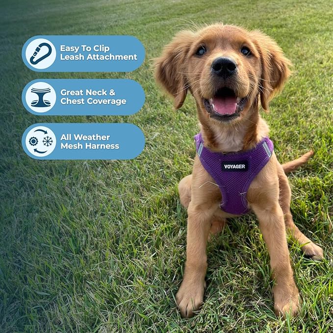 Best Pet Supplies Voyager Step-in Air Harness - All Weather Mesh, Reflective, No Pull Harness for Dogs, Cats - Secure with Hook & Loop Fastener, Buckle, Double D-Rings - Purple, XL