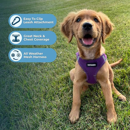 Best Pet Supplies Voyager Step-in Air Harness - All Weather Mesh, Reflective, No Pull Harness for Dogs, Cats - Secure with Hook & Loop Fastener, Buckle, Double D-Rings - Purple, XL