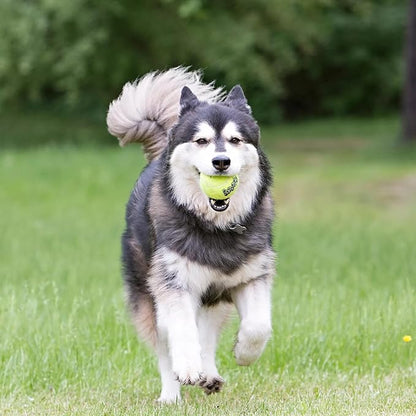 KONG Air Dog SqueakAir Dog Toy Tennis Balls, Medium (6 Pack)
