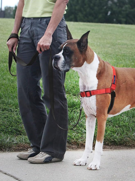 PetSafe Deluxe Easy Walk Harness - Trainer-Trusted Dog Chest Harness with Breathable Martingale Loop Design - Helps Stop Pulling with No Choking & Gagging - Medium/Large - Rose