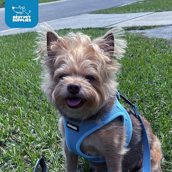 Best Pet Supplies Voyager Step-in Air Harness - All Weather Mesh, Reflective, No Pull Harness for Dogs, Cats - Secure with Hook & Loop Fastener, Buckle, Double D-Rings - Baby Blue, XS